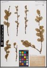 Foto von Salix caprea L.